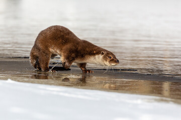  Lutra vulgaris. River otter on the river bank near the water in winter.  Blurred background. The otter is a mustelid family.