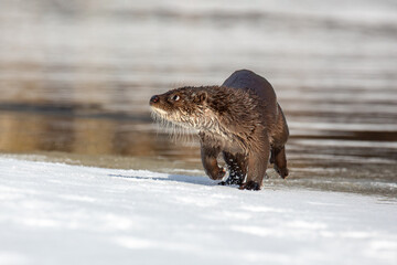 Lutra ordinary. A river otter walks along the river bank. Winter day. The otter is a family of mustelids. The otter is a family of mustelids.