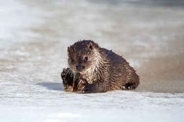 Lutra ordinary. A river otter lies on the river bank and eats fish. Winter day. The otter is a...
