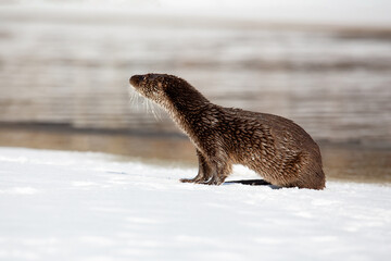 Lutra ordinary. A river otter sits on the river bank. Winter day. The otter is a family of mustelids. The otter is a family of mustelids.