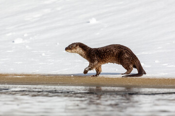 Lutra ordinary. A river otter walks along the river bank. Winter day. The otter is a family of mustelids. The otter is a family of mustelids.