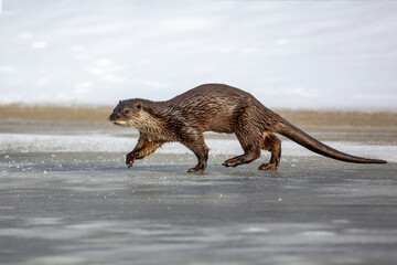 Lutra ordinary. A river otter walks along the river bank. Winter day. The otter is a family of mustelids. The otter is a family of mustelids.