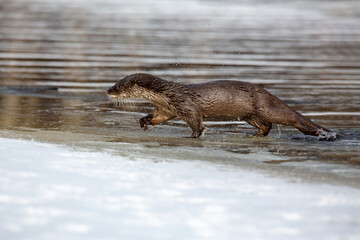 Lutra ordinary. A river otter runs through the water on the river bank. The otter shakes himself off, drops of water are everywhere. The otter is a family of mustelids. Mustelidae family.
