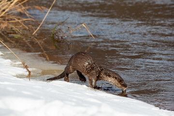 Lutra ordinary. A river otter crawls out of the river after a successful hunt, holding a fish in its teeth. Winter day, it's snowing. The otter is a family of mustelids.
