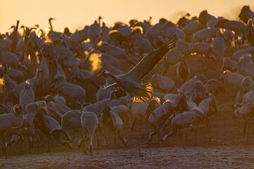 Crane (bird) courtship, dance of the cranes (bird) at Lake Hornborgasjön in Sweden in spring at...