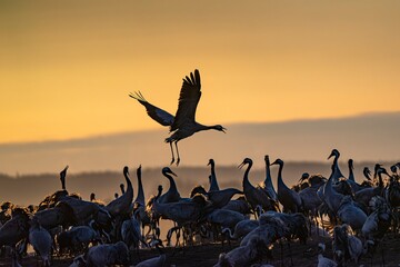 Crane (bird) courtship, dance of the cranes (bird) at Lake Hornborgasjön in Sweden in spring at sunrise