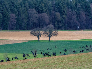 Krähen suchen Saatgut auf einem Feld im Winter
