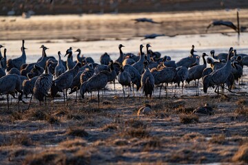 Crane (bird) courtship, dance of the cranes (bird) at Lake Hornborgasjön in Sweden in spring at...