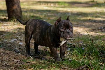 A black brindle American bully dog standing in the park