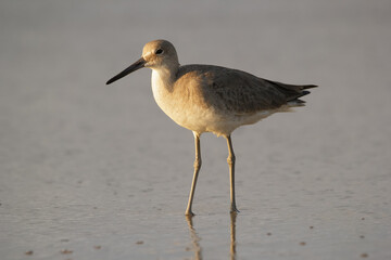 Willet is walking in the ocean water in the beach before sunset.