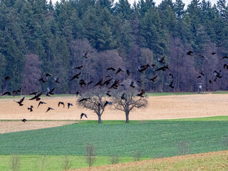 Krähen suchen Saatgut auf einem Feld im Winter