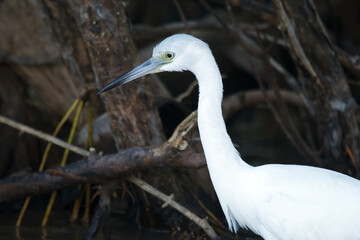 Snowy egret is walking among branches and logs in mangrove lagoon.