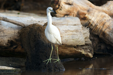 Snowy egret is walking among branches and logs in mangrove lagoon.