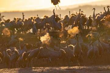 Crane (bird) courtship, dance of the cranes (bird) at Lake Hornborgasjön in Sweden in spring at...