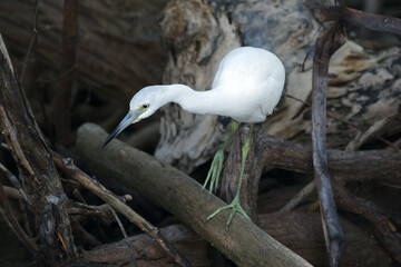 Snowy egret is walking among branches and logs in mangrove lagoon.