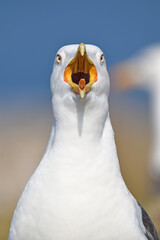 Lesser black-backed gull with open beak