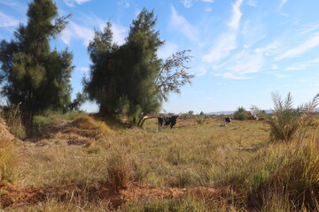 Cows grazing on the grass  in the fields of Baharyia Oasis in Egypt