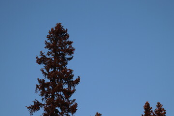 christmas tree with snow
