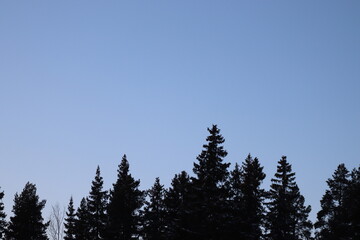 trees on the sky.  Pineforest in winter.