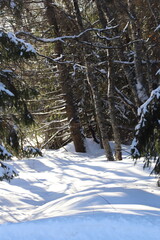 Obraz premium winter forest in the snow