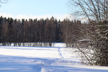 winter landscape in the forest