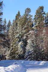 snow covered trees