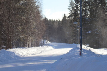 winter in the forest