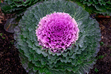 Multi-colored decorative cabbage in the autumn garden.