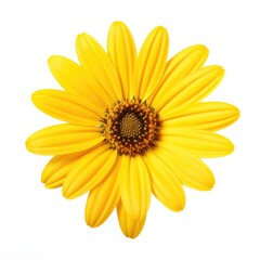 Naklejka premium Yellow Daisy Flower: A Beautiful Blossoming Flora, Isolated on White Background