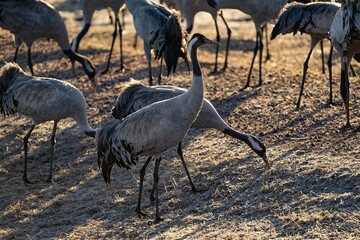 Crane (bird) courtship, dance of the cranes (bird) at Lake Hornborgasjön in Sweden in spring at...