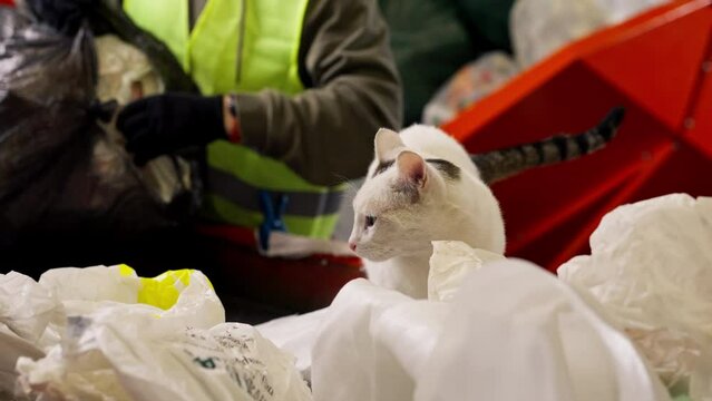 Close-up of an interested white cat walking along a waste processing line at a waste sorting plant and sniffing an object around it