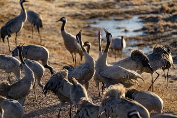 Crane (bird) courtship, dance of the cranes (bird) at Lake Hornborgasjön in Sweden in spring at...