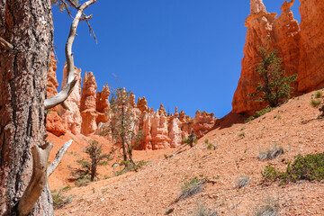 Views from Queens Garden Trail at Bryce Canyon National Park.
