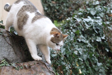 tabby and white cat outdoors with green plants garden