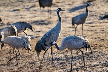 Crane (bird) courtship, dance of the cranes (bird) at Lake Hornborgasjön in Sweden in spring at...