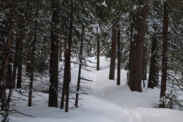 snow covered trees