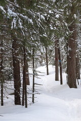 winter forest in the snow