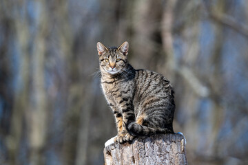 Tabby cat sitting on a tree stump