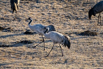 Crane (bird) courtship, dance of the cranes (bird) at Lake Hornborgasjön in Sweden in spring at...