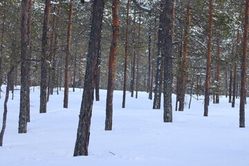 Snow in winter. A lot of snow on spruces, pines and birches. Winter in the woods with a lot of snow after a snowstorm.

