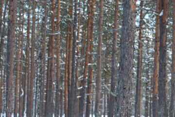 Fototapeta premium Snow in winter. A lot of snow on spruces, pines and birches. Winter in the woods with a lot of snow after a snowstorm.
