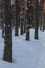 forest in winter