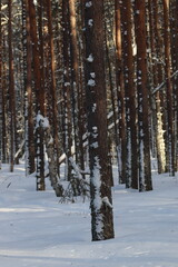 pine forest in winter