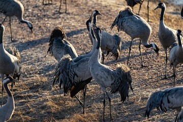 Crane (bird) courtship, dance of the cranes (bird) at Lake Hornborgasjön in Sweden in spring at...