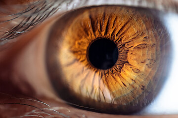 Man's brown eye close up. Eye in macro with brown iris and black pupil