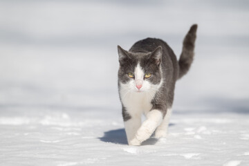 Gray and white cat running in the snow