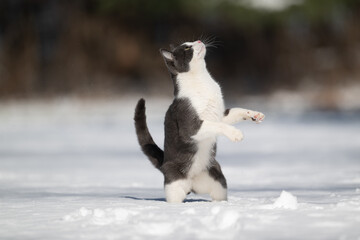Gray and white cat on hind legs in snow
