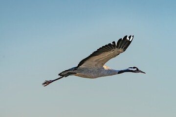 Crane (bird) courtship, dance of the cranes (bird) at Lake Hornborgasjön in Sweden in spring at...
