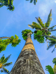 green tree with sky in the background