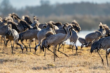 Crane (bird) courtship, dance of the cranes (bird) at Lake Hornborgasjön in Sweden in spring at...